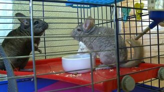 Драка шиншилл у миски с едой - смотреть видео (4:30)