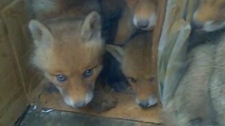 Юные лисята, да зубастые - смотреть видео (0:22)