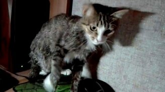 Не дам мышку, моя мышка! - смотреть видео (0:37)