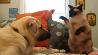 Разнообразие отношений собак и кошек - смотреть видео (2:29)