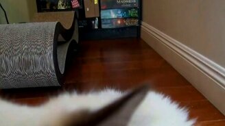 Мурлыкающий кот для расслабления - смотреть видео (0:25)