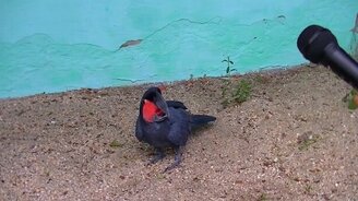 Интервью у чёрного какаду - смотреть видео (1:16)