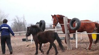 Пони и большой конь знакомятся - смотреть видео (1:02)