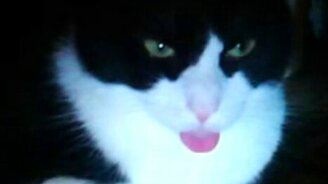 Кот сушит язык - смотреть видео (0:31)