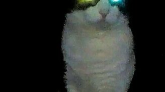 Котик-фонарь - смотреть видео (0:53)