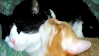 Коты укладываются спать - смотреть видео (1:03)