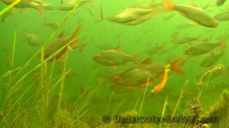 В речном подводном мире - смотреть видео (5:37)