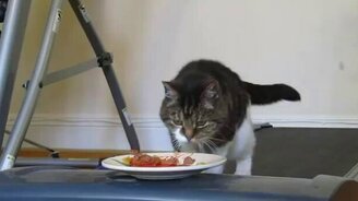 Постройнеет ли так кот? - смотреть видео (2:09)