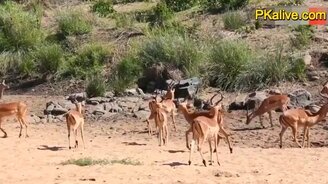 Ловкий леопард и антилопа - смотреть видео (1:15)