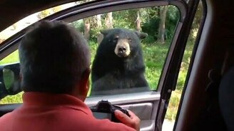 Медведь открыл дверцу авто - смотреть видео (0:17)