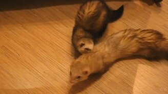 Хорёк тормошит ленивого собрата - смотреть видео (0:15)