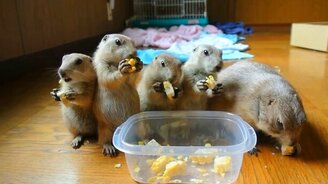 Луговые собачки и кукуруза - смотреть видео (0:35)