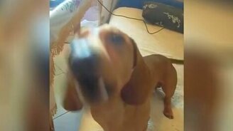 Такса разговаривает с оператором - смотреть видео (0:12)