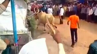 Бык перепрыгнул через мужчину - смотреть видео (0:26)