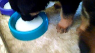 Еда с аппетитом! - смотреть видео (0:37)