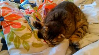 Очень утомлённый кот - смотреть видео (0:29)