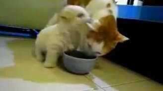 Терпеливый кот - смотреть видео (0:35)