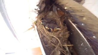 Гнездо в подъезде - смотреть видео (0:29)