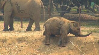 Забавный слонёнок и коровы - смотреть видео (2:02)