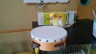 Пернатый барабанщик - смотреть видео (0:30)