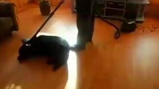 Пса пылесосят, а он рад - смотреть видео (1:02)