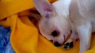 Чихуахуа роет ямку в одеяле - смотреть видео (0:26)