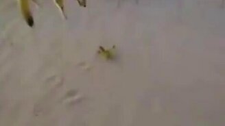 Фенек против скорпиона - смотреть видео (3:16)