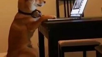 Сидящая на стуле псина - смотреть видео (0:08)