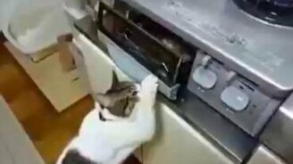 Я только посмотреть, вдруг пригорела... - смотреть видео (0:53)