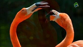 Птицы с самыми необычными и большими клювами - смотреть видео (5:59)