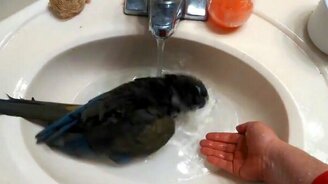 Смешные попугаи любят купаться - смотреть видео (2:58)