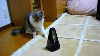Котяра и метроном - смотреть видео (0:38)