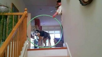 Хаски против хулахупа - смотреть видео (1:34)