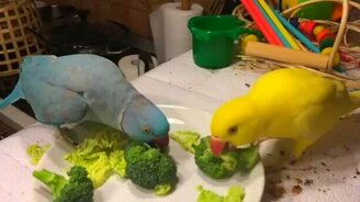 Попугай добивается даму - смотреть видео (0:58)