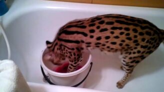 Сервал занимается стиркой - смотреть видео (1:58)