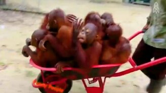 Смешные короткие приколы с озвучкой - смотреть видео (5:11)