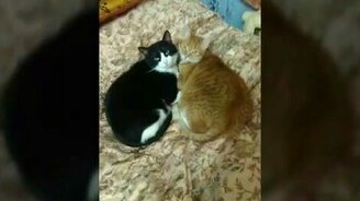 Моменты жизни двух котов - смотреть видео (1:07)