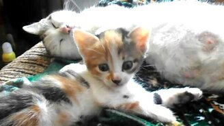 Хороши, пока малыши - смотреть видео (2:19)