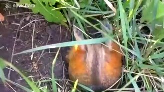 Кто-то слишком много ест! - смотреть видео (0:47)