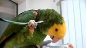 Попугай чешется свои пёрышки - смотреть видео (0:40)