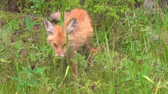 Угостил лису рыбкой - смотреть видео (4:09)