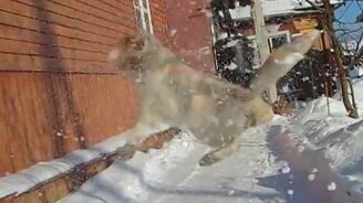 Весёлый кот ловит снежки - смотреть видео (0:03)