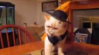 Костюм для кота - смотреть видео (0:32)