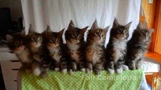 Прикольные видео ролики в сборнике - смотреть видео (12:20)