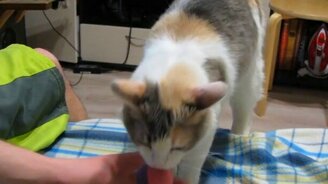 Кот Шарик носит шарик - смотреть видео (1:09)