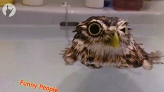 Милые и забавные звери в сборке - смотреть видео (5:08)