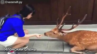 Подборка коротких смешнявок - смотреть видео (2:50)