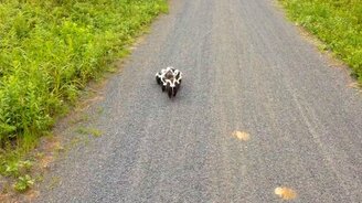 Велосипедист встретил семью скунсов - смотреть видео (1:07)