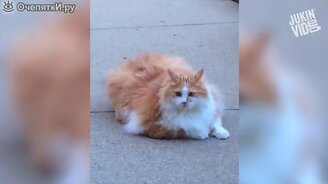 Толстый кот-попрыгун - смотреть видео (0:24)