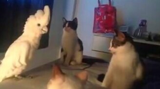 Попугай против трёх котов - смотреть видео (1:02)